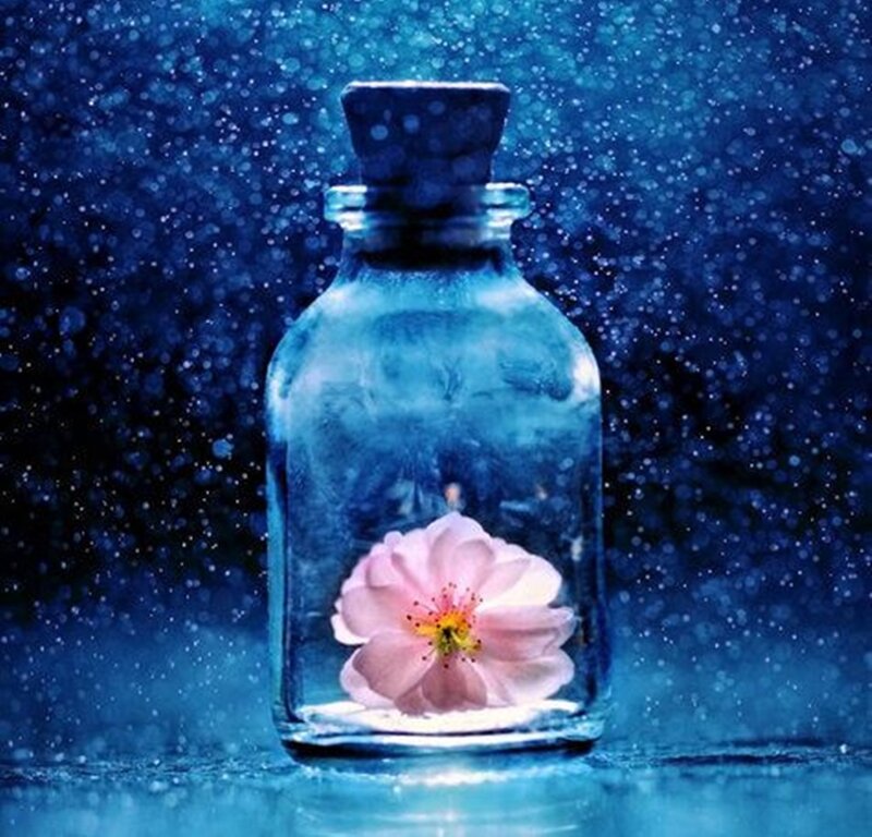 Pink Flower in Bottle — Blue