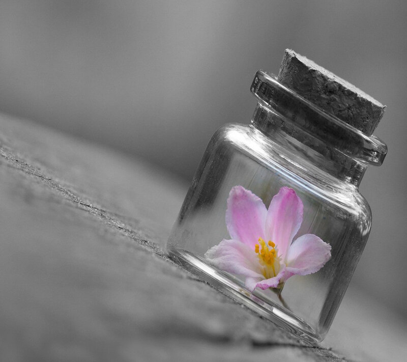 Pink Flower in Bottle — Gray