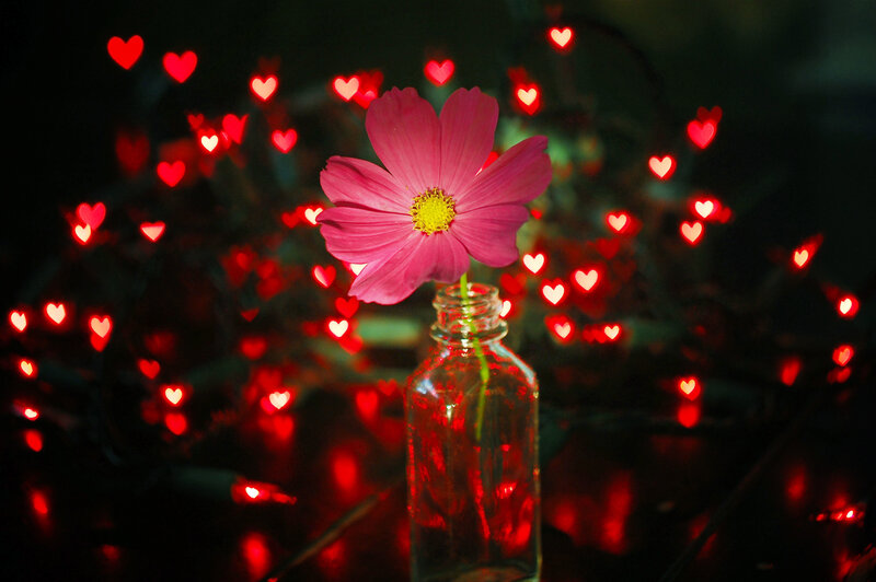 Pink Flower in Bottle — Romantic, Night, Photograph