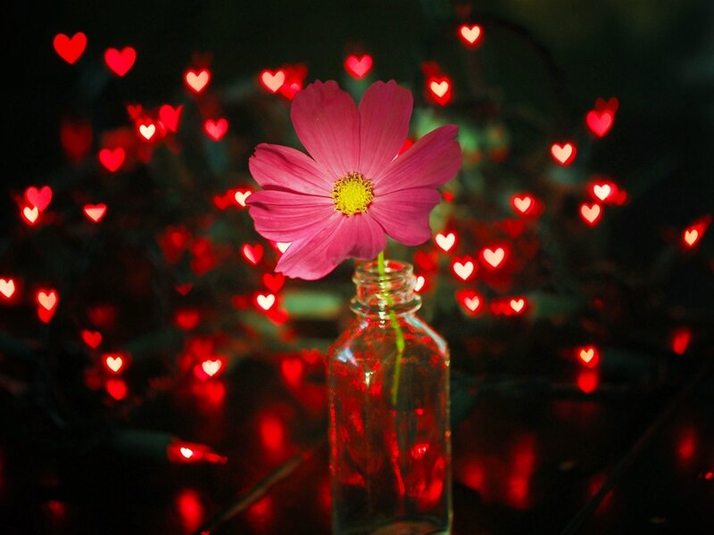 Pink Flower in Bottle — Romantic, Night