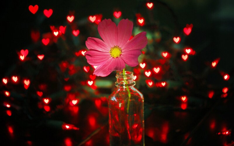 Pink Flower in Bottle — Romantic