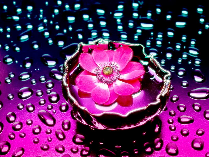 Pink Flower in Bowl — Magenta, Serene