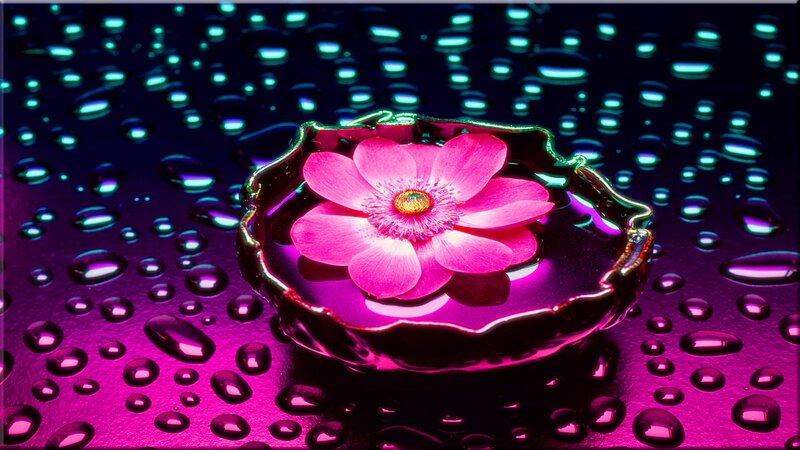 Pink Flower in Bowl — Magenta