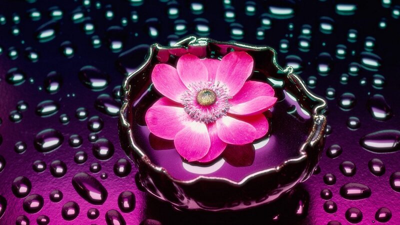 Pink Flower in Bowl — Purple, Serene, Photograph, Drops