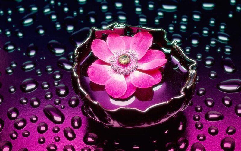 Pink Flower in Bowl — Purple, Serene