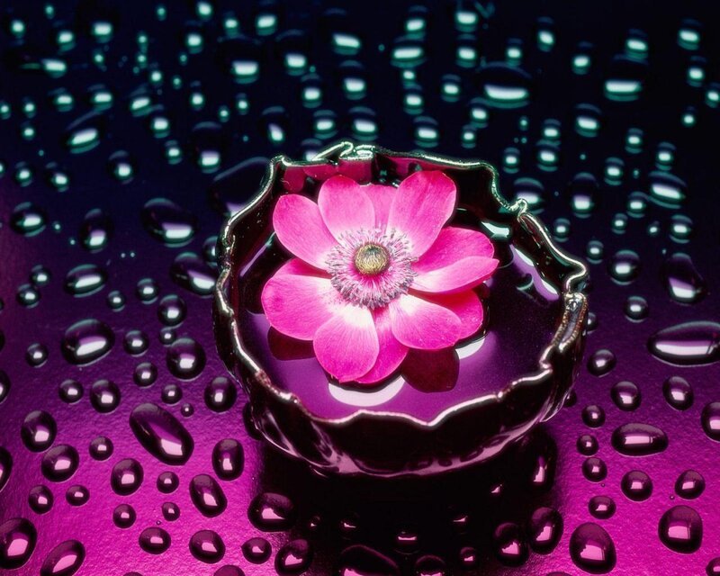 Pink Flower in Bowl — Purple