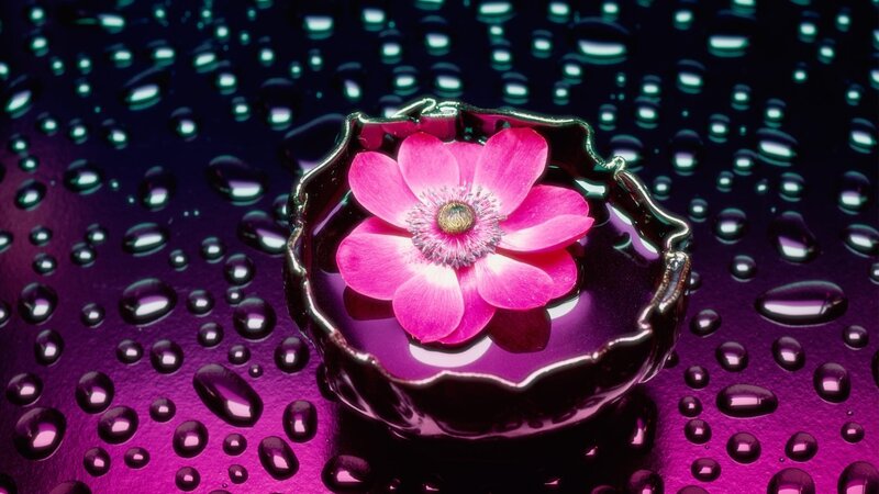 Pink Flower in Bowl — Water Droplets
