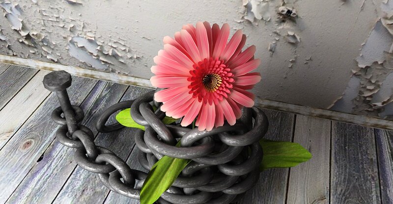 Pink Flower in Chain — Calm