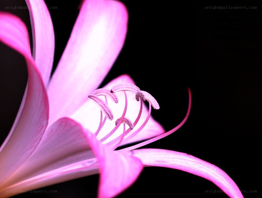 Pink flower in close-up