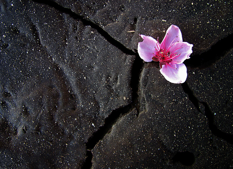 Pink Flower in Crack