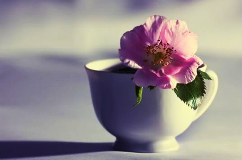 Pink Flower in Cup — Purple