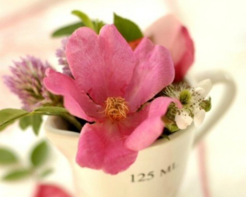 Pink Flower in Cup — Serene