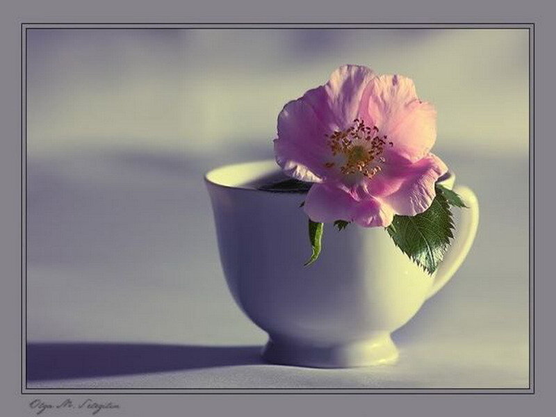 Pink Flower in Cup