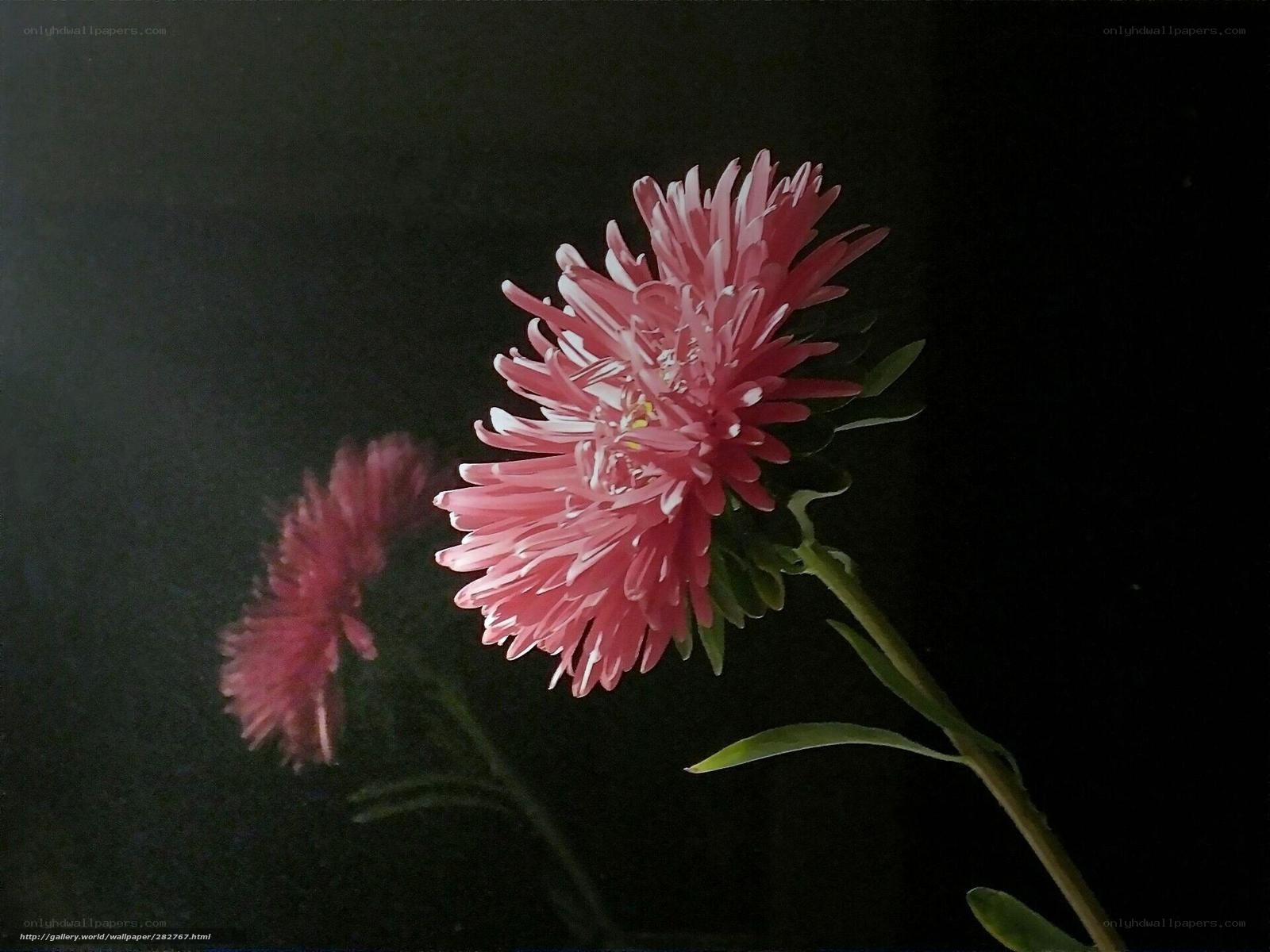 Pink flower in dark background
