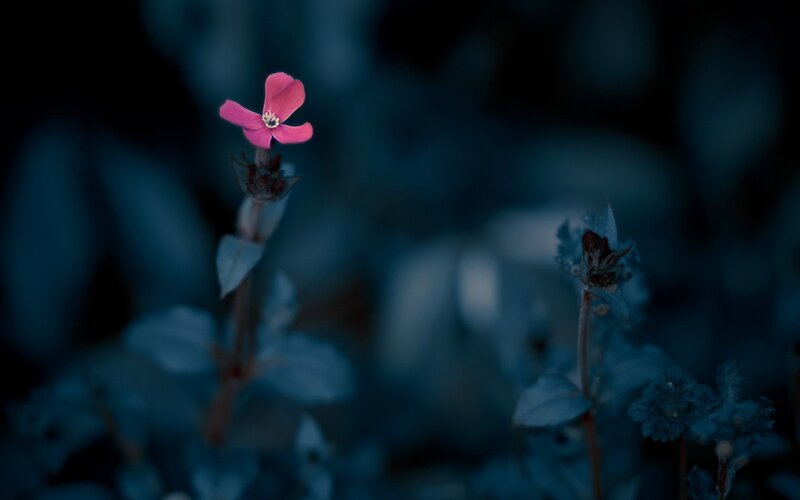 Pink flower in dark blue