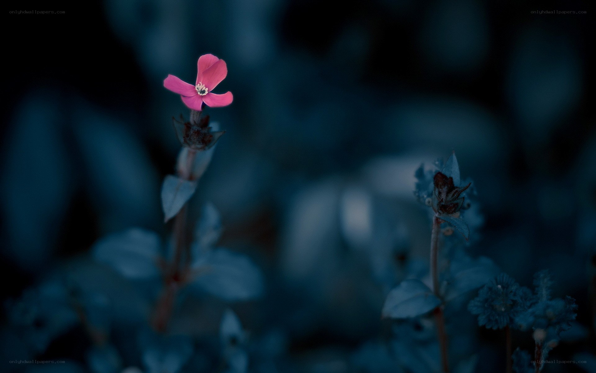 Pink flower in dark blue