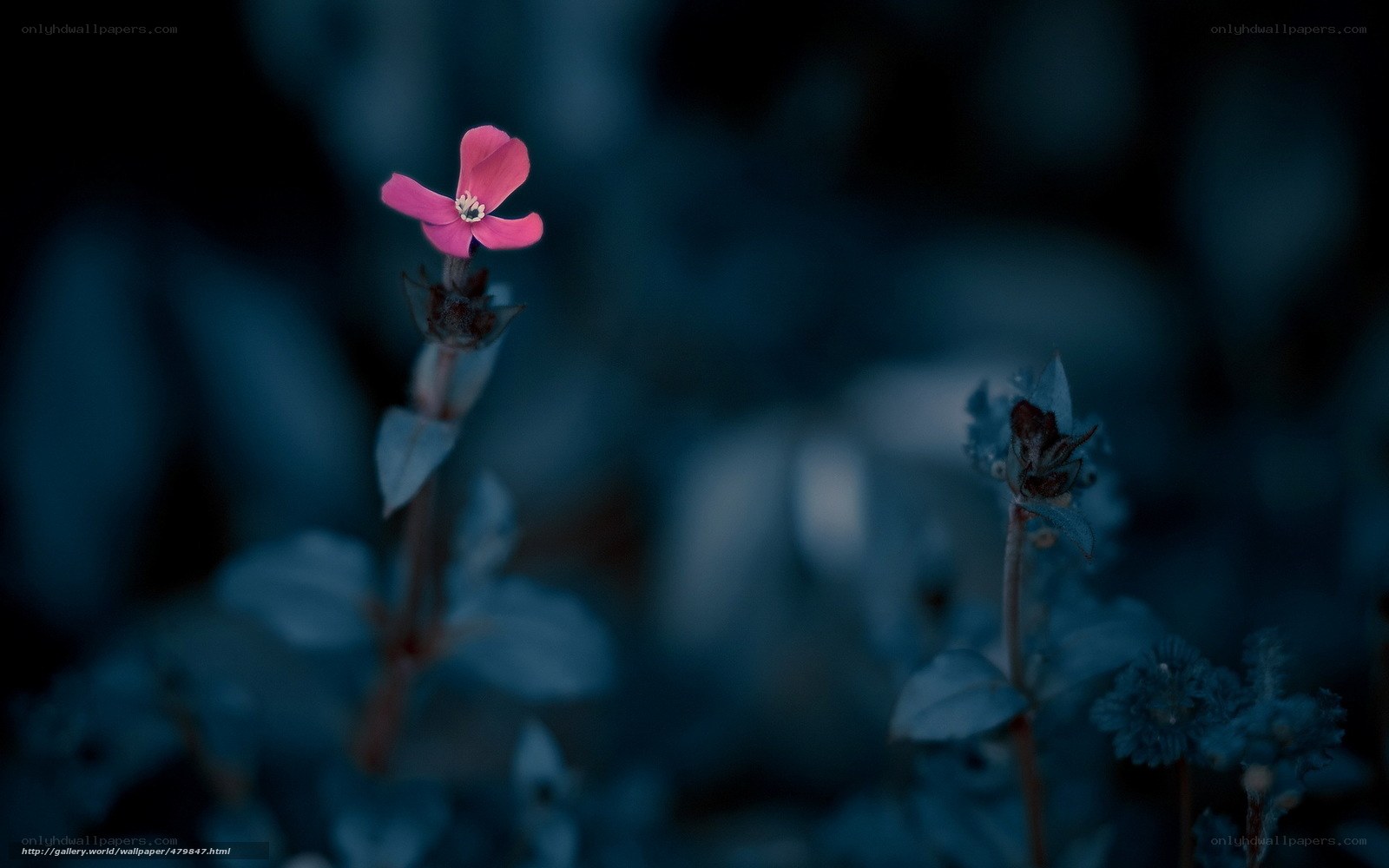 Pink flower in dark blue