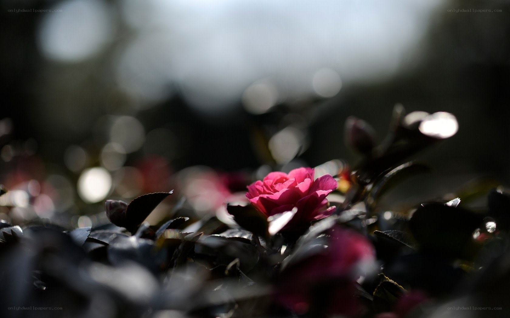Pink flower in dark foliage