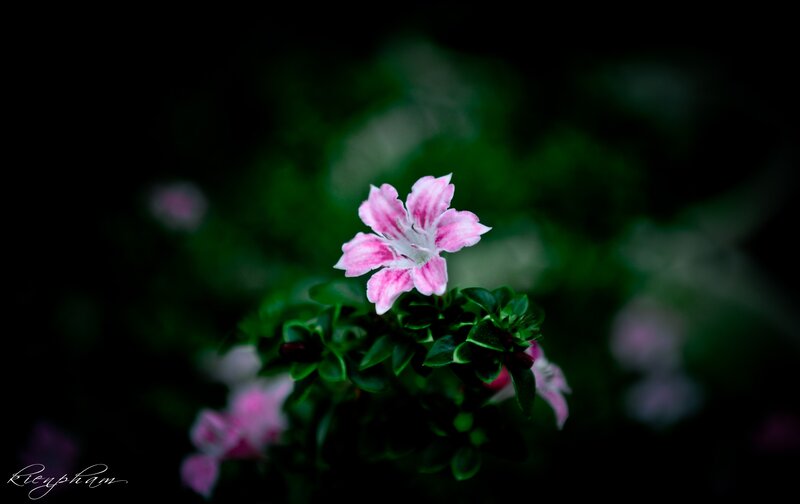 Pink flower in dark garden
