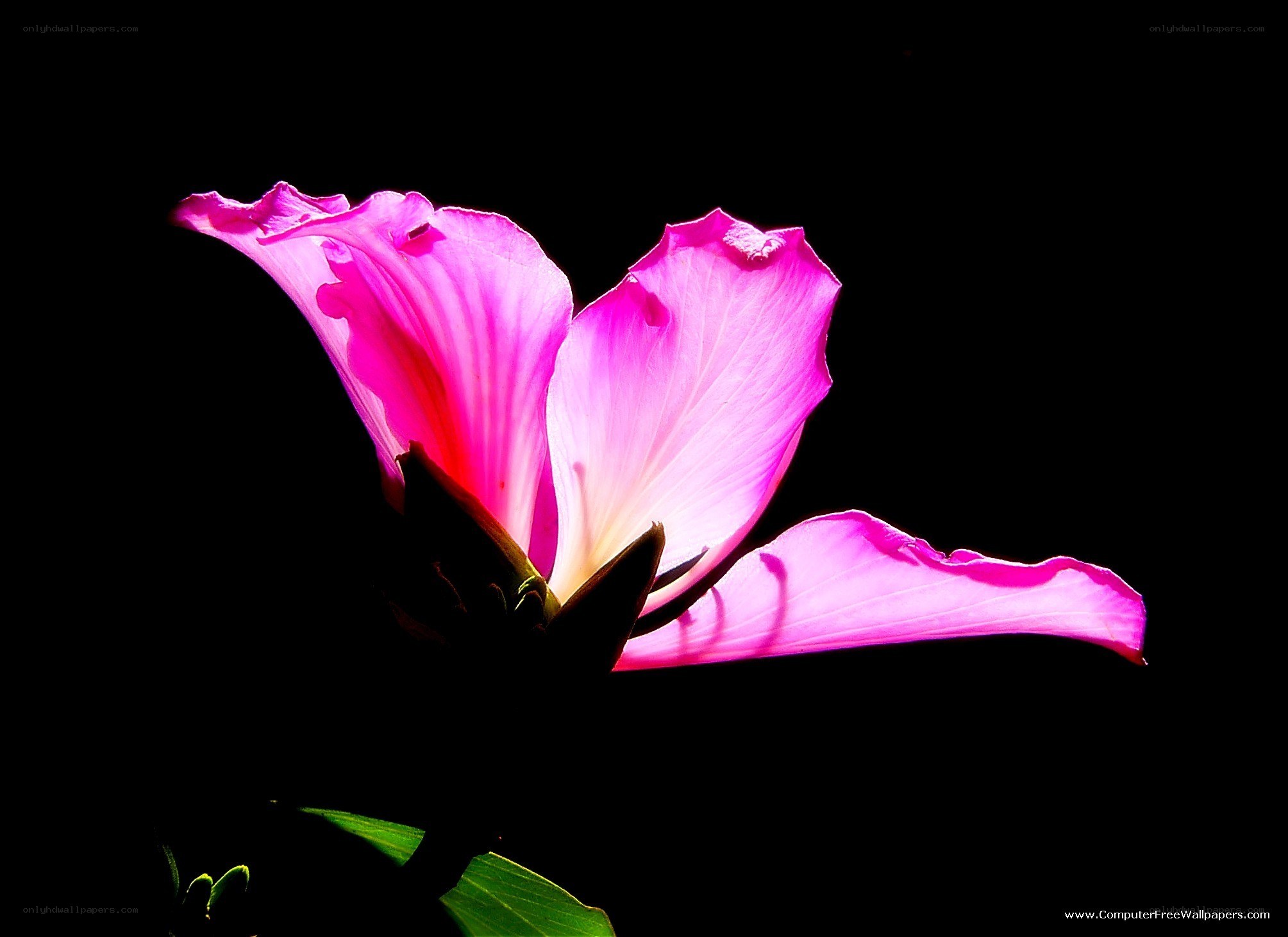 pink flower in darkness