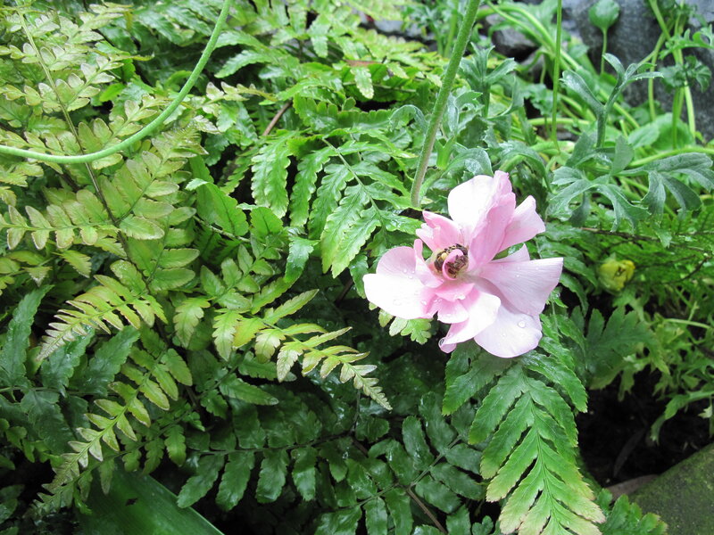 Pink Flower in Ferns