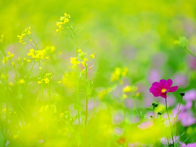 Pink Flower in Field