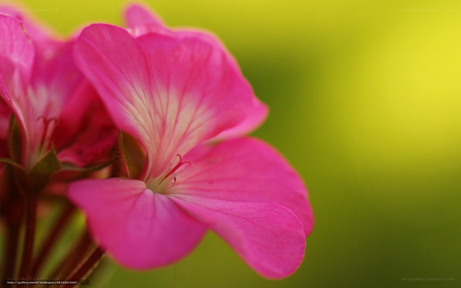 Pink flower in focus
