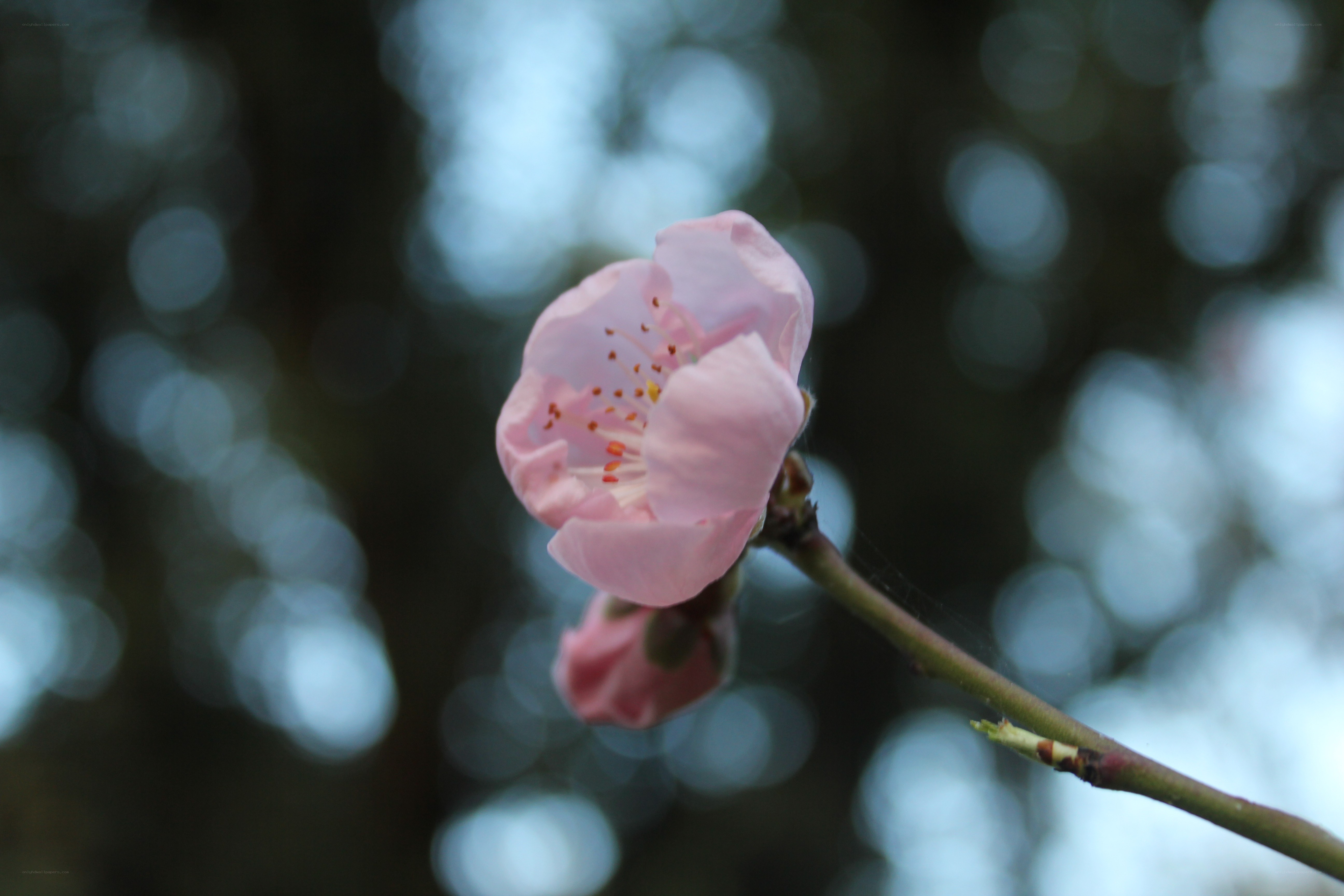 Pink flower in focus