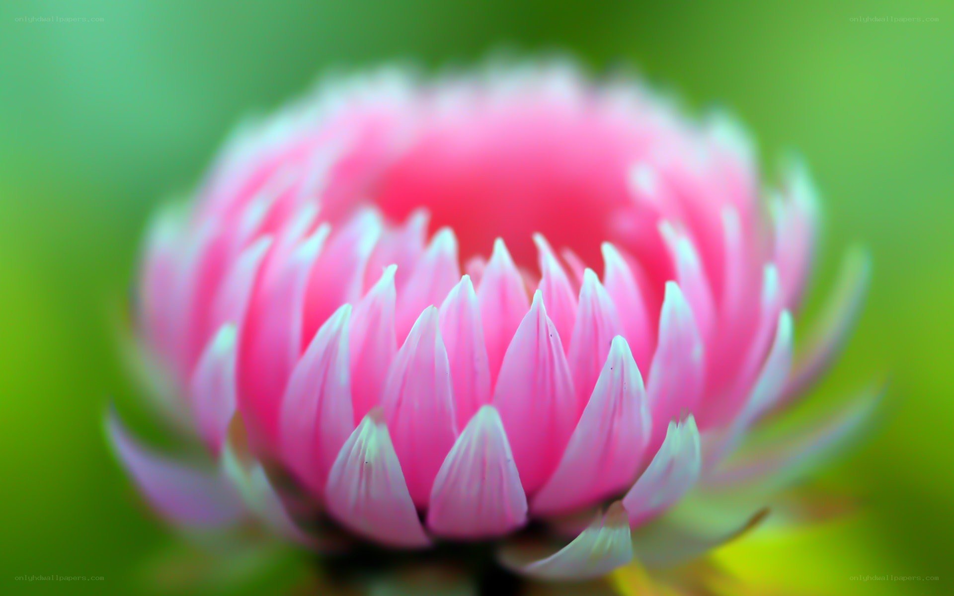 Pink flower in focus