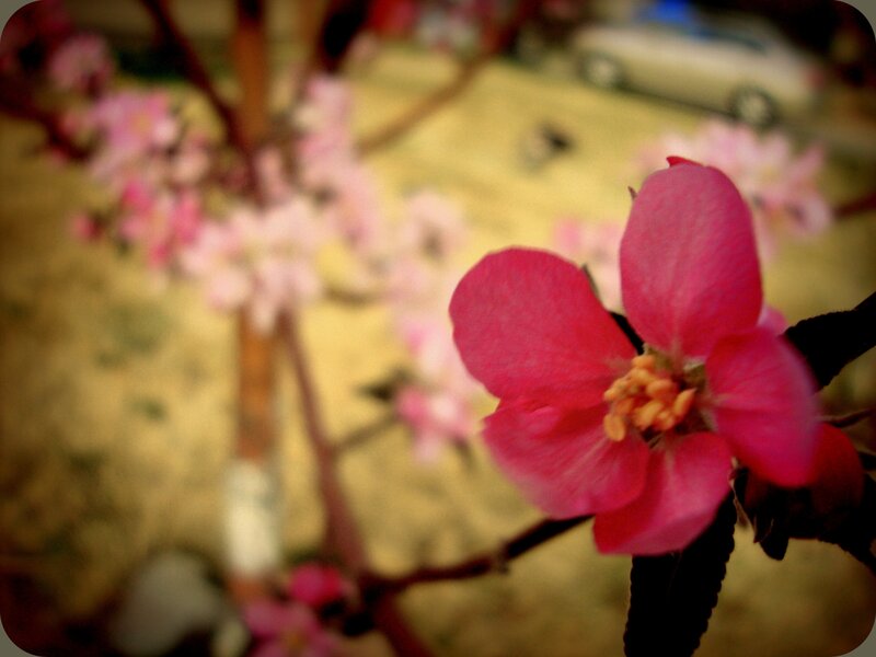 pink flower in focus