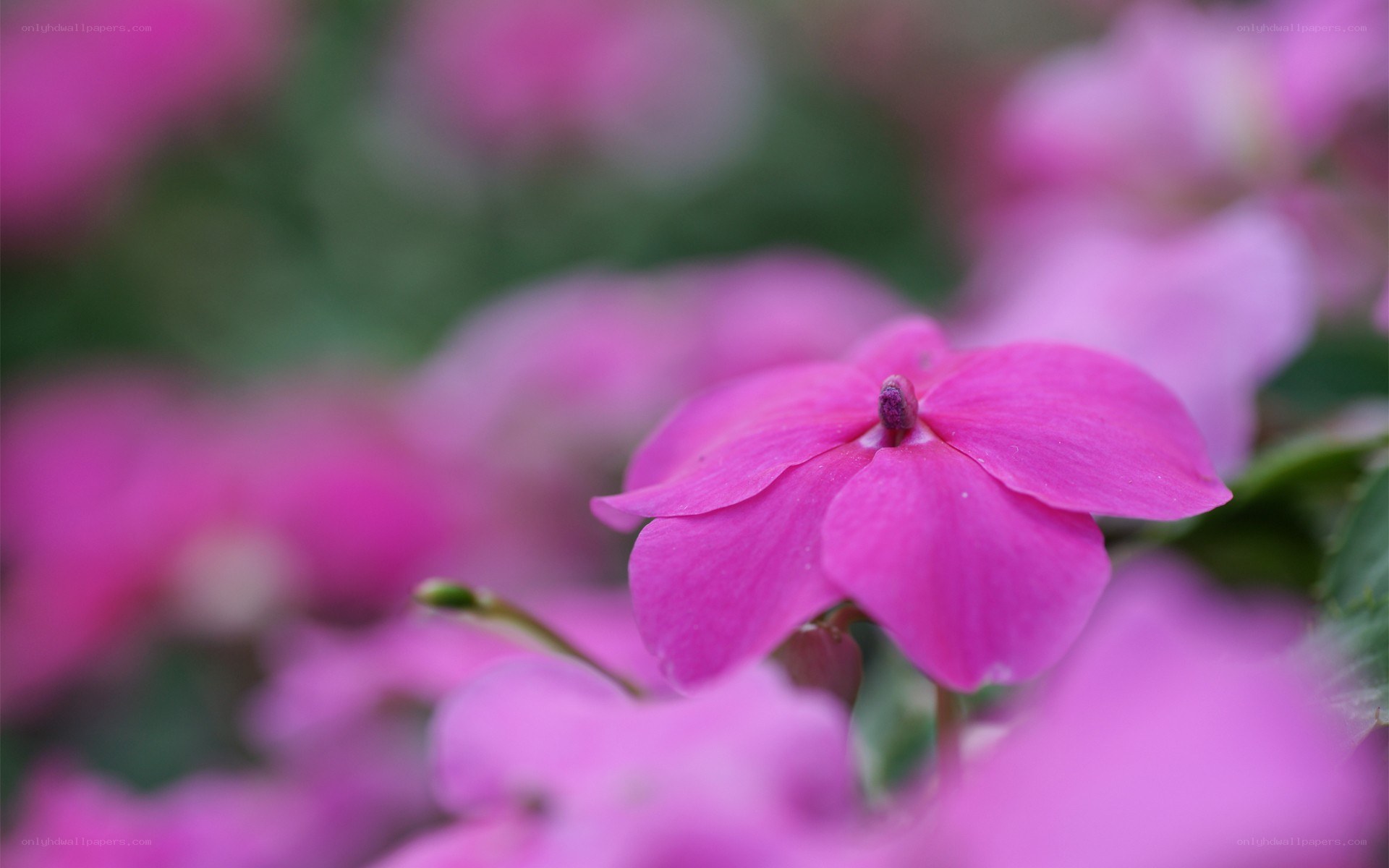 pink flower in focus