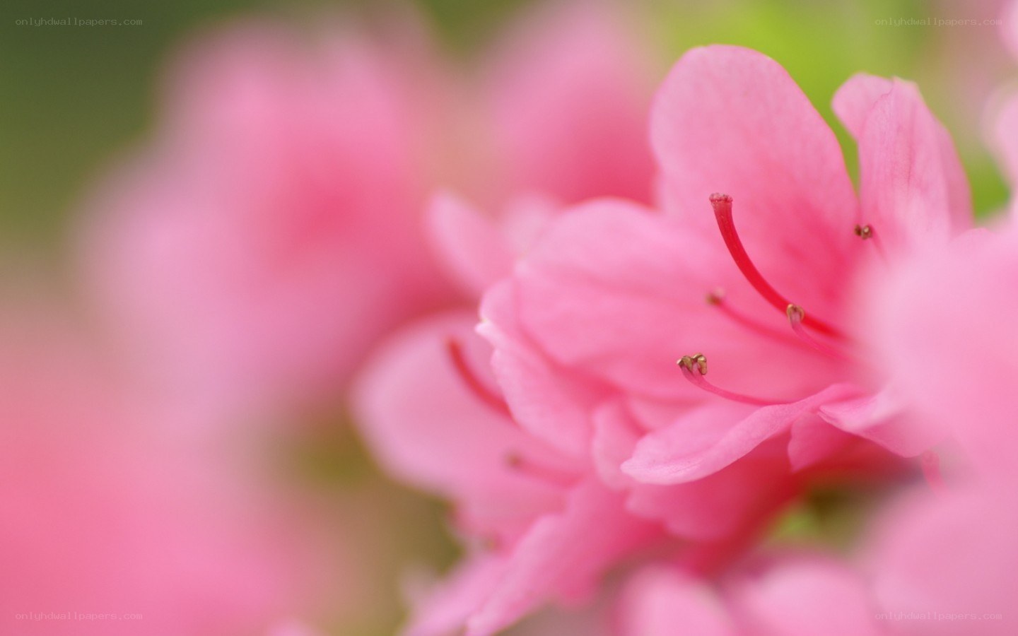 pink flower in focus