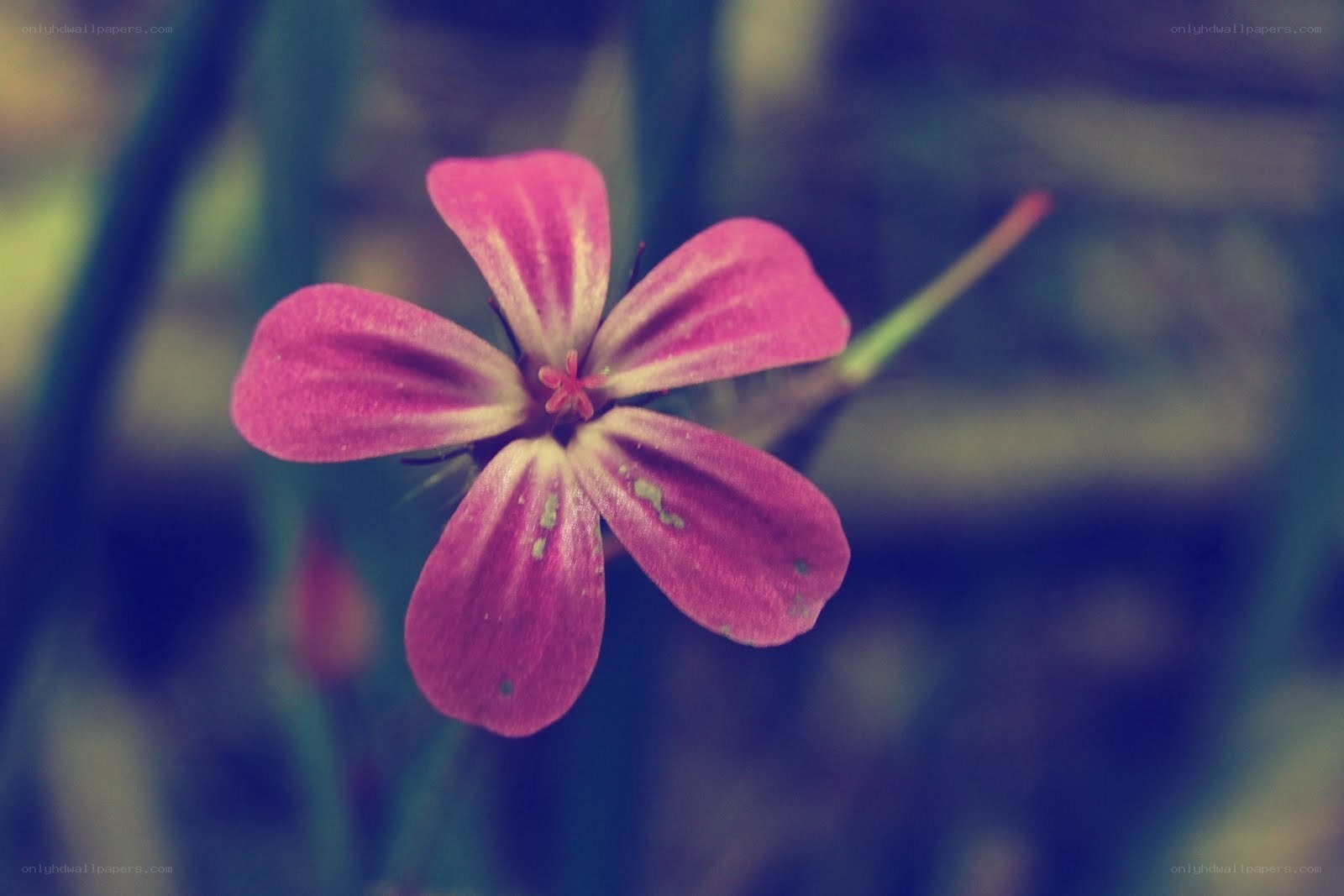 pink flower in focus