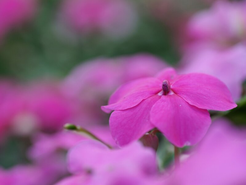 Pink Flower in Focus — Calm