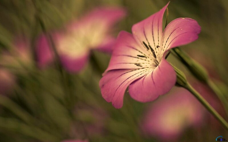 Pink Flower in Focus — Serene, Photograph, Green Stem