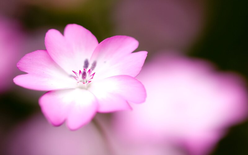 Pink Flower in Focus — Serene, Photograph, Petals