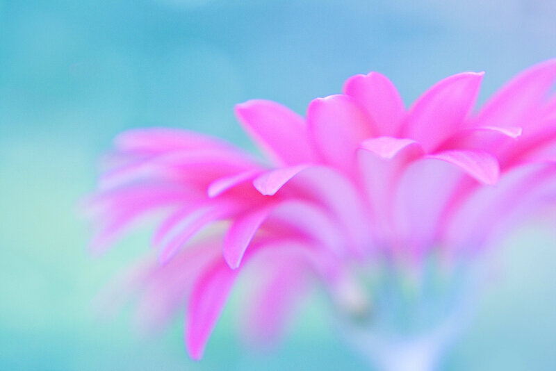 Pink Flower in Focus — Serene, Photograph
