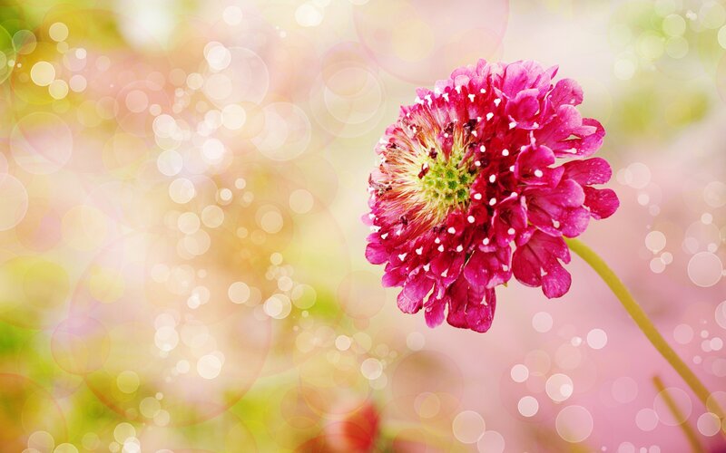 Pink Flower in Focus — Serene, Spring, Photograph