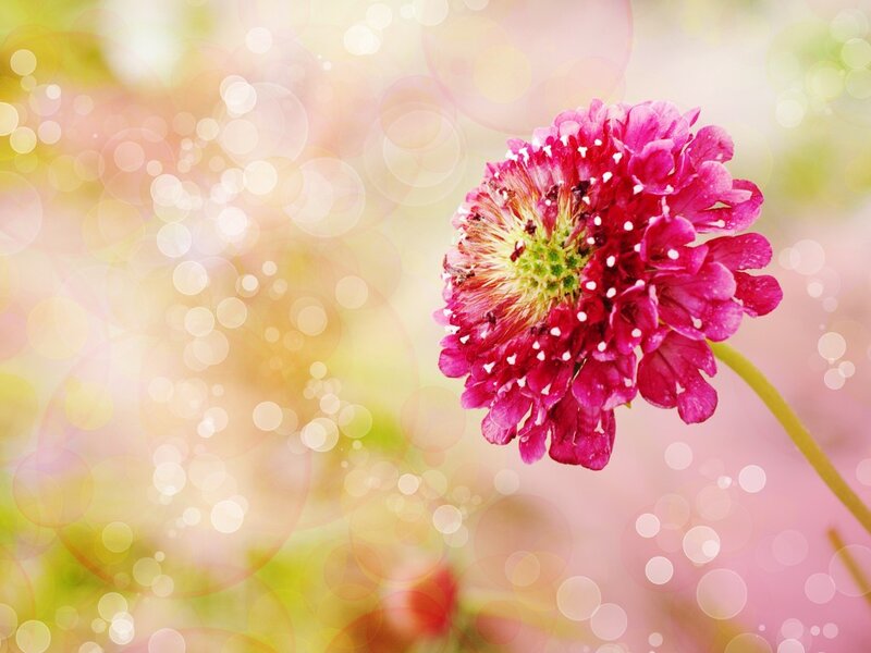Pink Flower in Focus — Serene, Spring