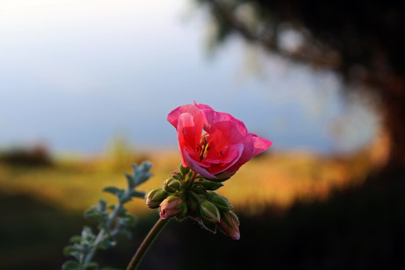Pink Flower in Focus — Serene, Sunset
