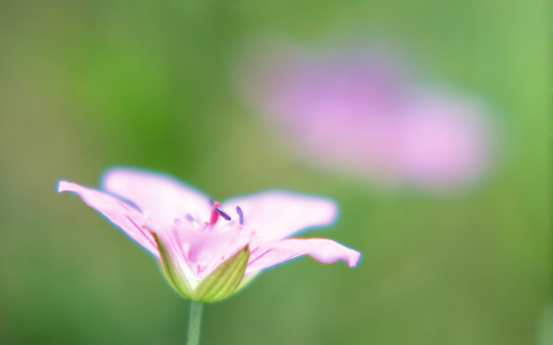 Pink Flower in Focus — Serene