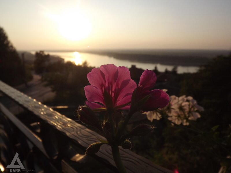Pink Flower in Foreground