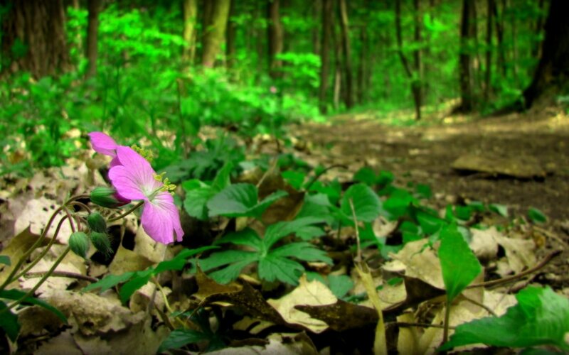 Pink flower in forest