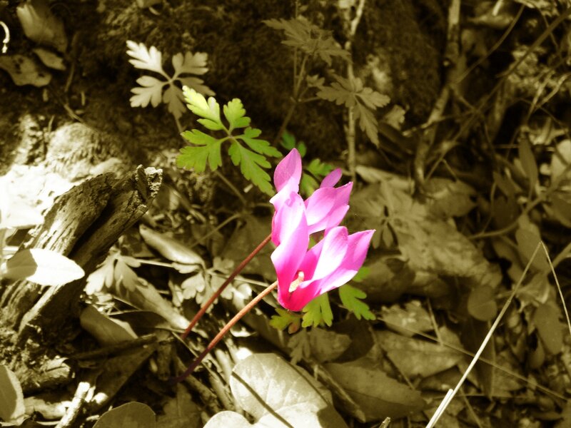 Pink flower in forest