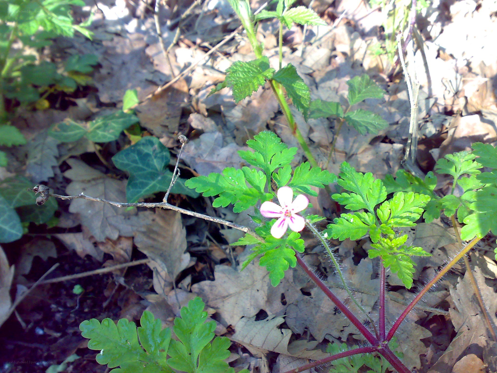 Pink flower in forest floor
