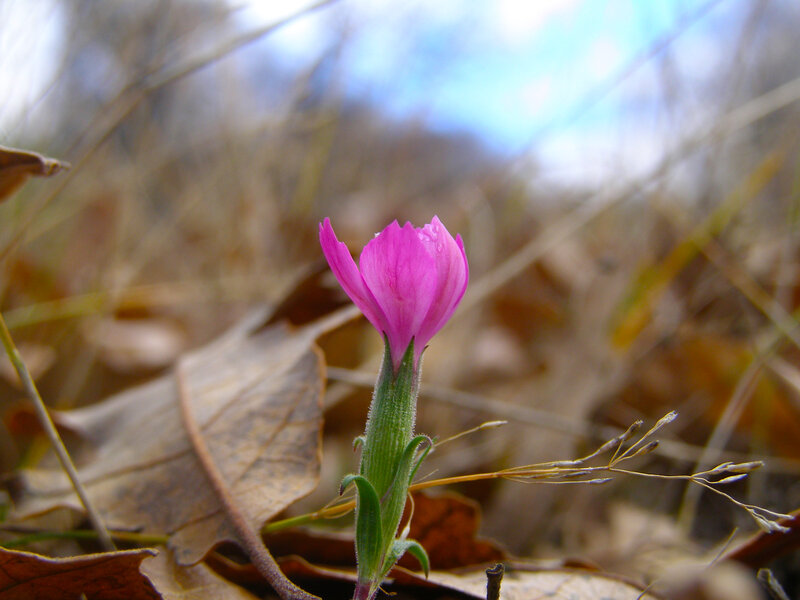 Pink Flower in Forest — Serene