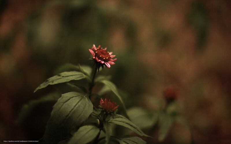 Pink flower in forest