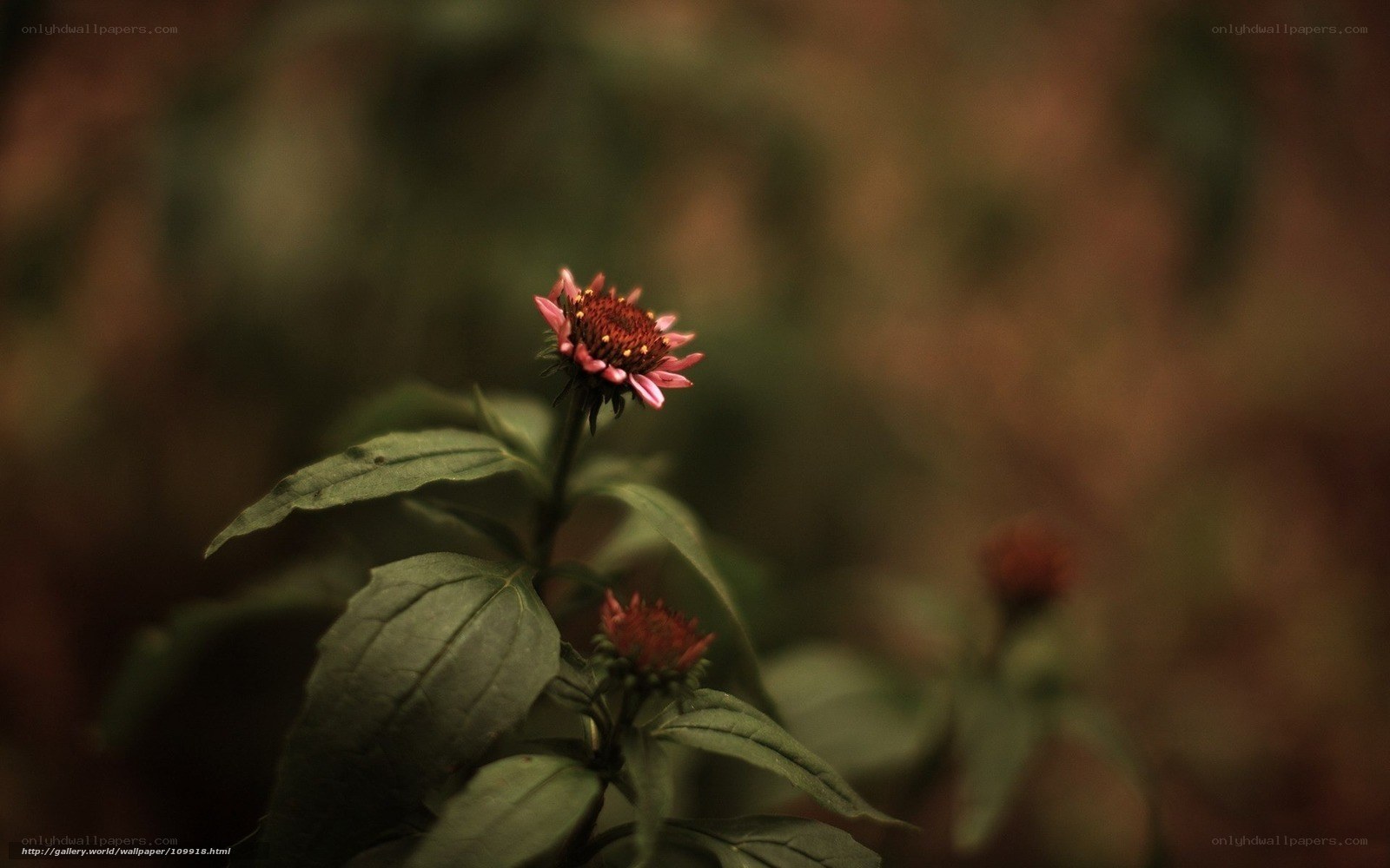 Pink flower in forest