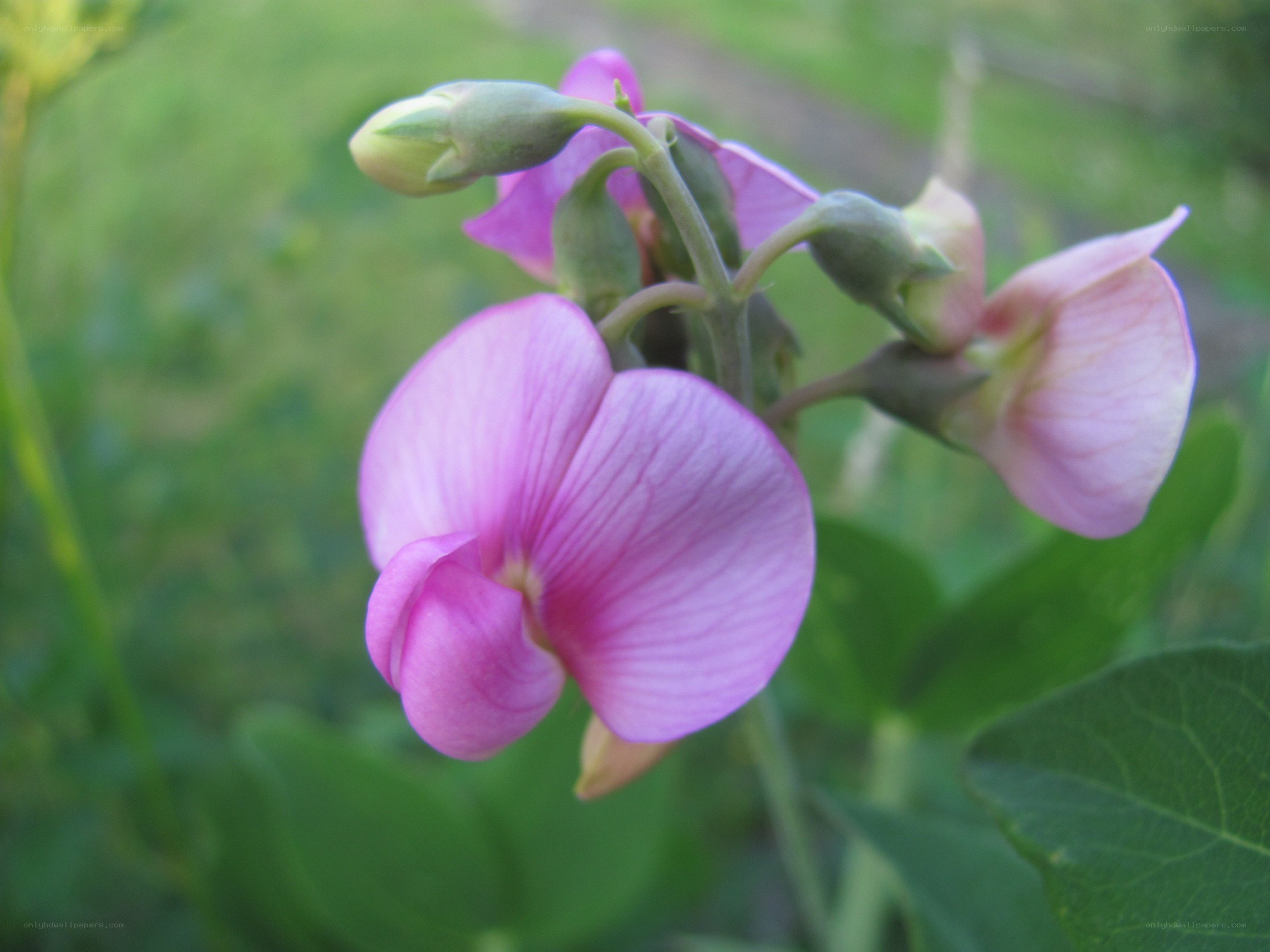 Pink flower in garden
