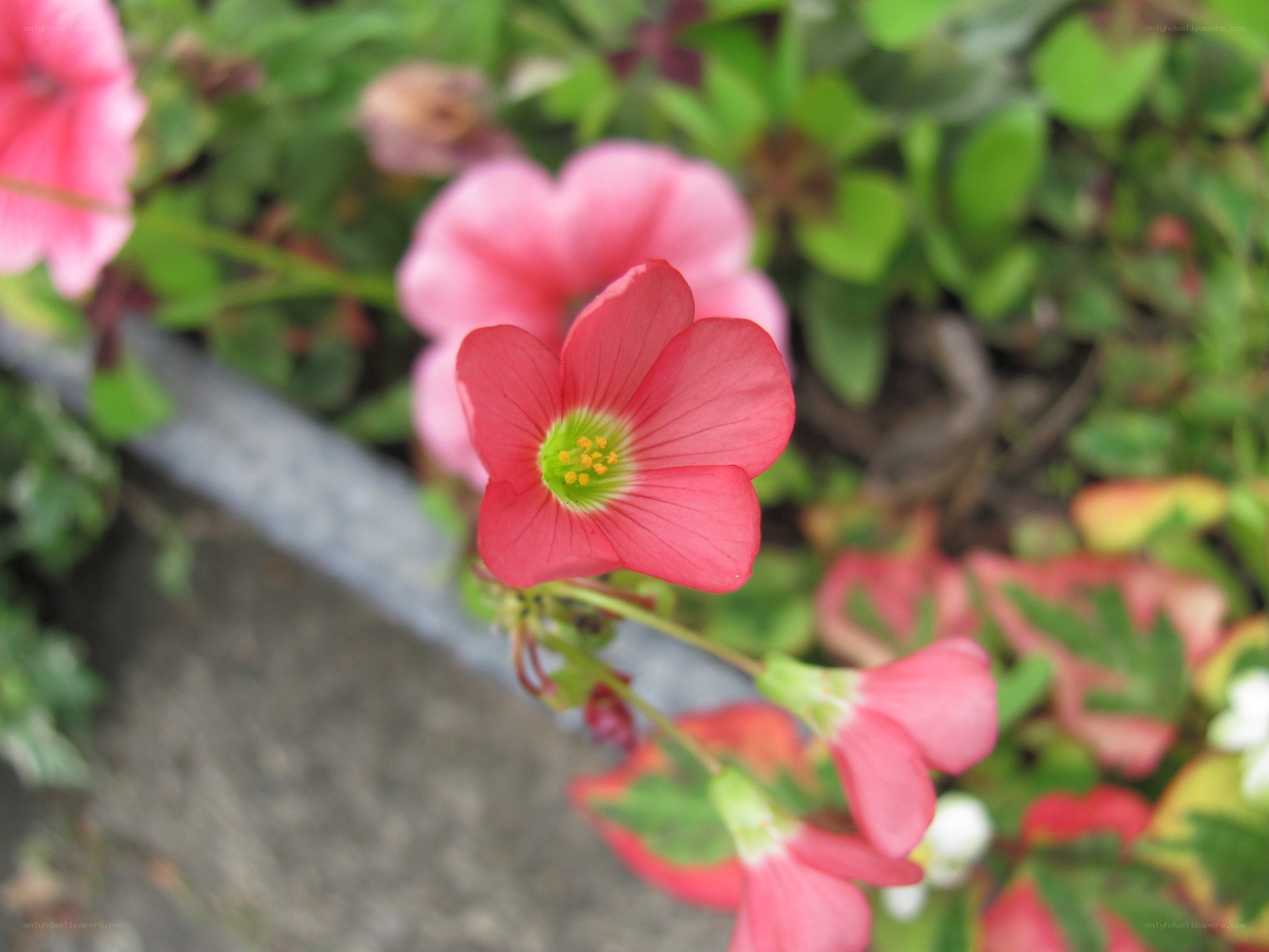 Pink flower in garden